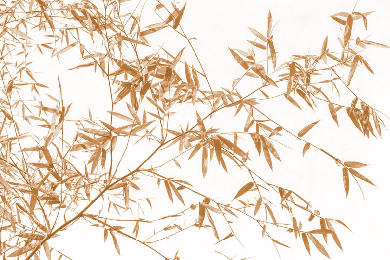 Bamboo Grove floral and botanical wallpaper – LH Lifestyle